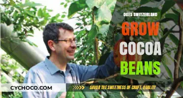 Exploring Switzerland's Unique Cocoa Bean Cultivation: A Closer Look