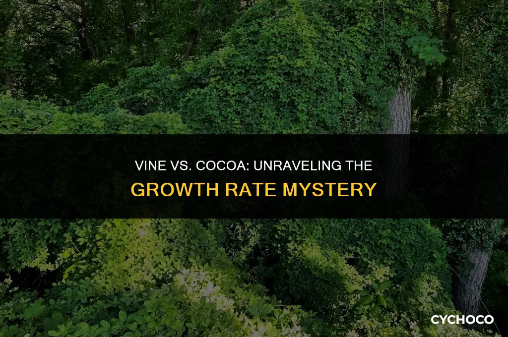 does vine grow faster than cocoa beans