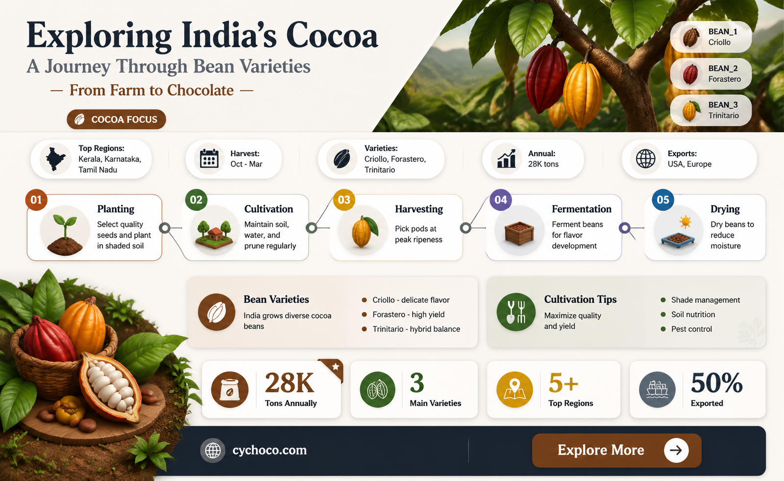 are there cocoa beans in india