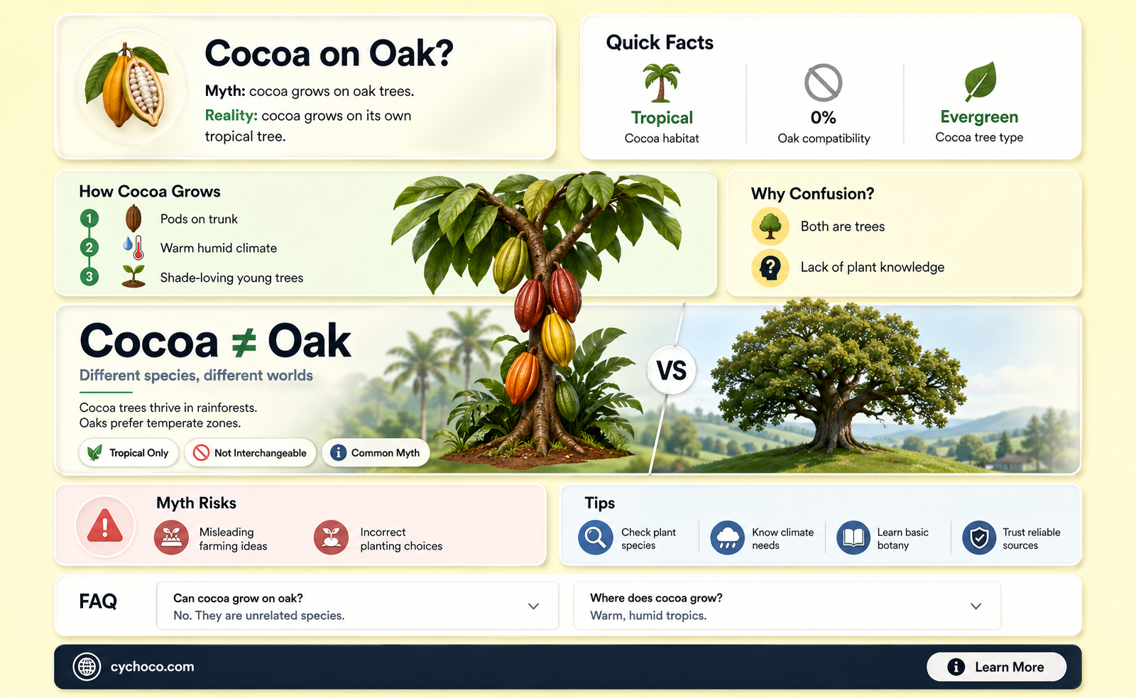 can cocoa beans grow on oak trees
