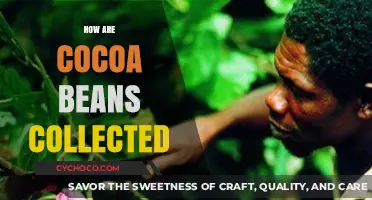 Harvesting Cocoa Beans: A Journey from Tree to Treat