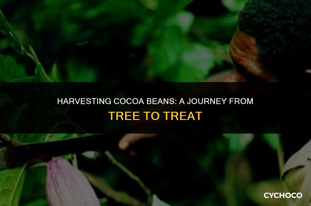 how are cocoa beans collected
