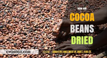 From Harvest to Chocolate: The Art of Drying Cocoa Beans