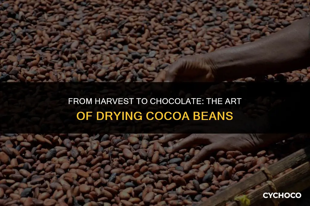 how are cocoa beans dried