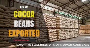 From Farm to Market: The Journey of Cocoa Beans in Global Trade