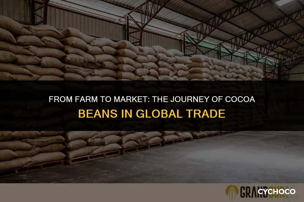 how are cocoa beans exported