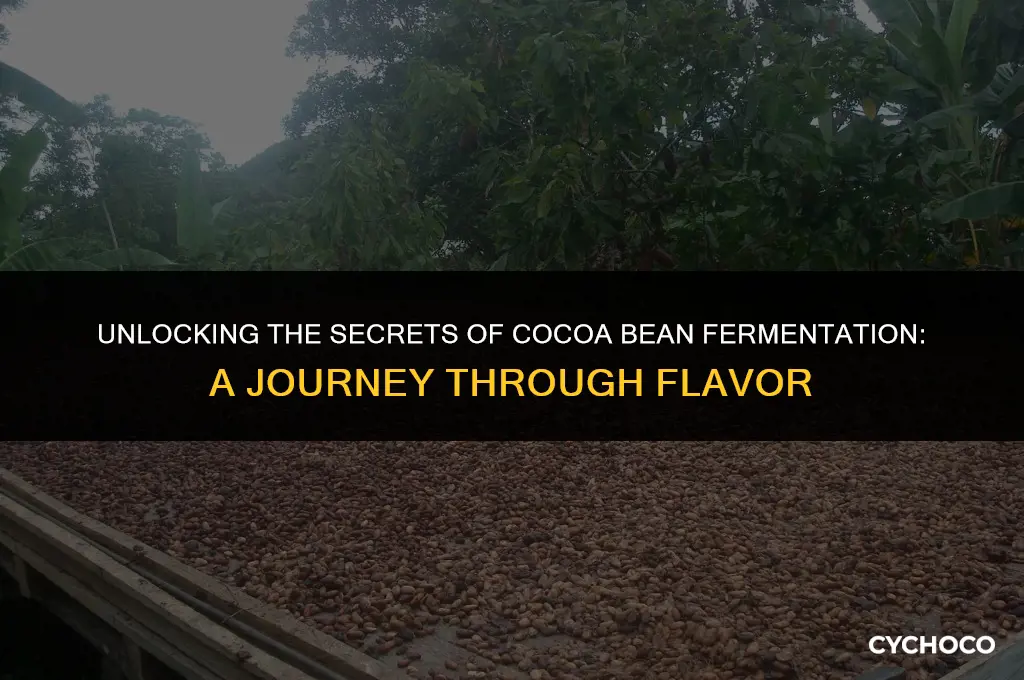 how are cocoa beans fermented