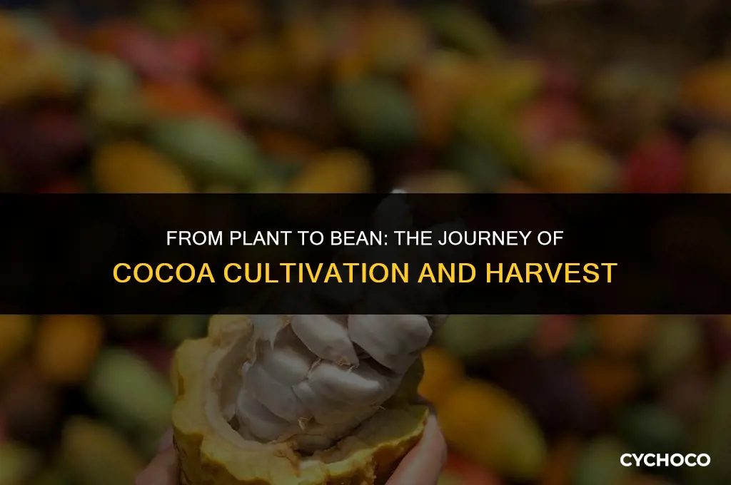 how are cocoa beans grown and harvested