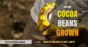 From Tree to Treat: The Journey of Growing Cocoa Beans