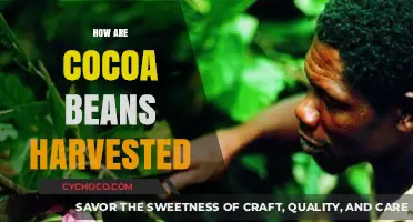 Harvesting Cocoa Beans: A Step-by-Step Guide to the Process