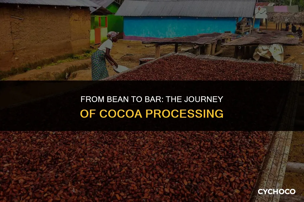 how are cocoa beans processed