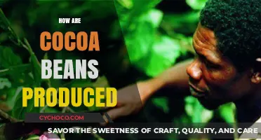 From Tree to Treat: The Journey of Cocoa Bean Production
