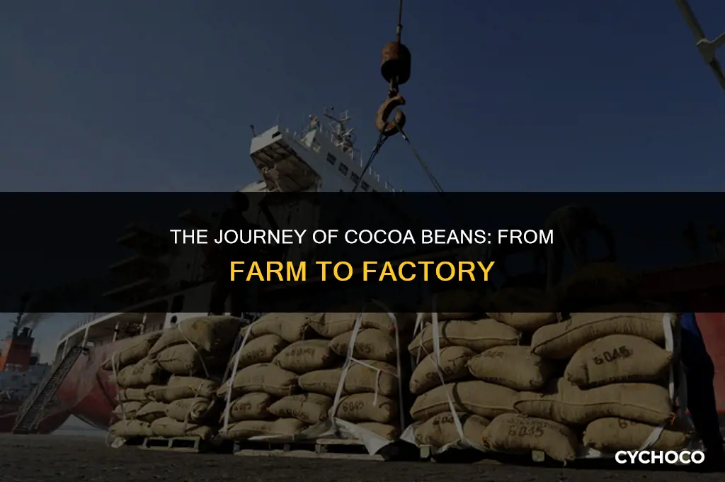 how are cocoa beans shipped