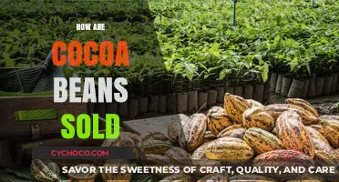 Exploring the Global Market: How Cocoa Beans are Sold
