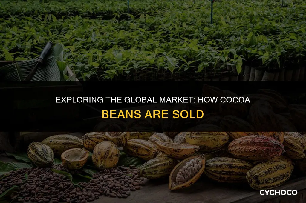 how are cocoa beans sold
