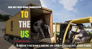 From Farm to Factory: The Journey of Cocoa Beans to the US