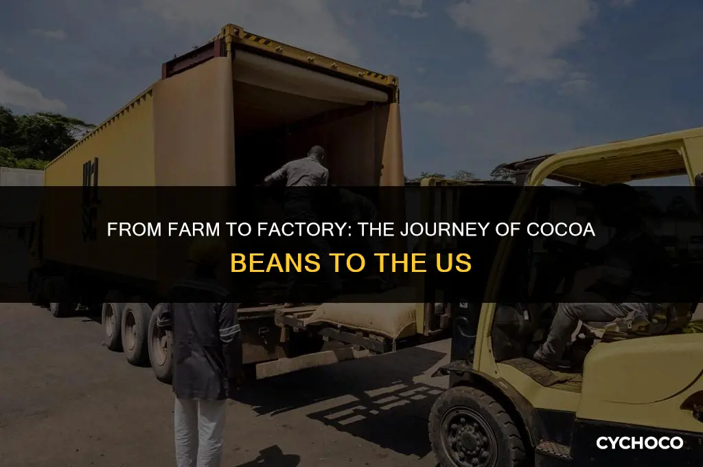 how are cocoa beans transported to the us