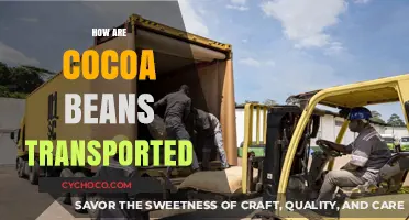 The Journey of Cocoa Beans: From Farm to Factory