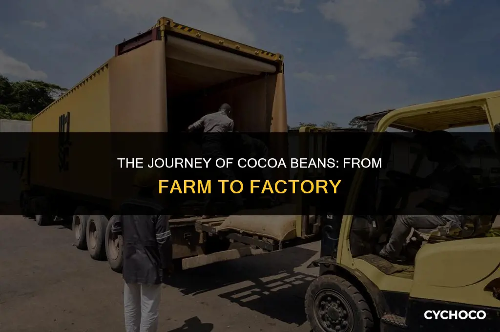 how are cocoa beans transported