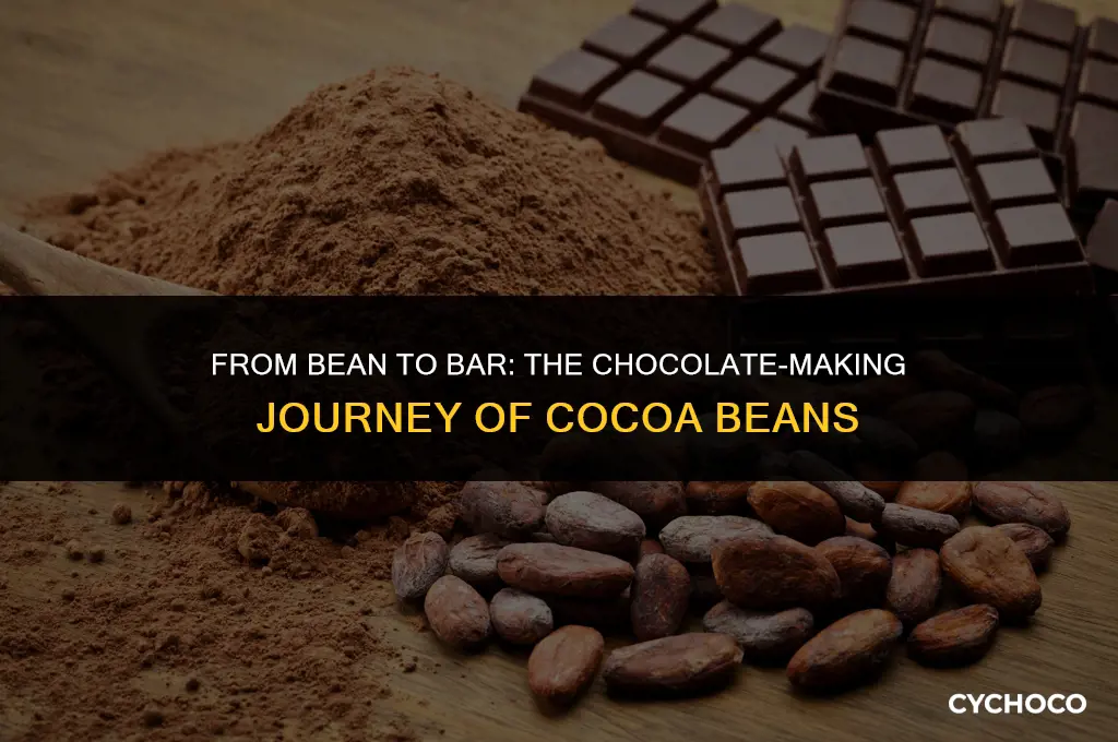 how are cocoa beans used to make chocolate