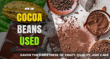 Exploring the Journey of Cocoa Beans: From Farm to Chocolate Bar