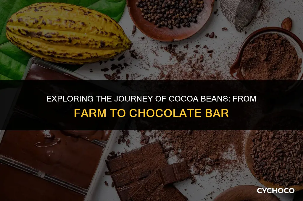 how are cocoa beans used