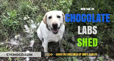 The Truth About Chocolate Lab Shedding: A Comprehensive Guide