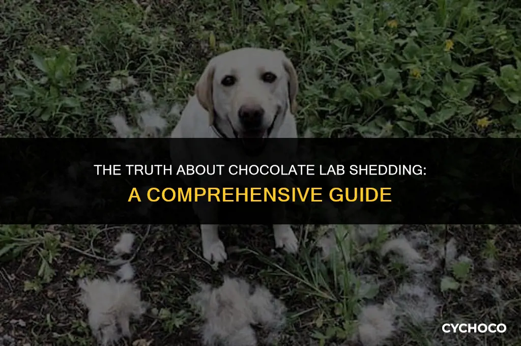 how bad do chocolate labs shed