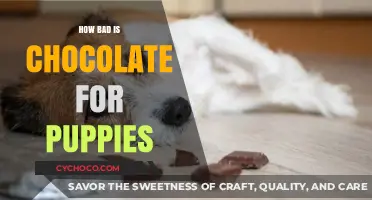 The Bitter Truth: Chocolate's Toxic Effects on Puppies