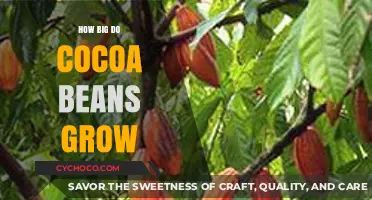 From Tiny Seeds to Luscious Treats: The Growth of Cocoa Beans