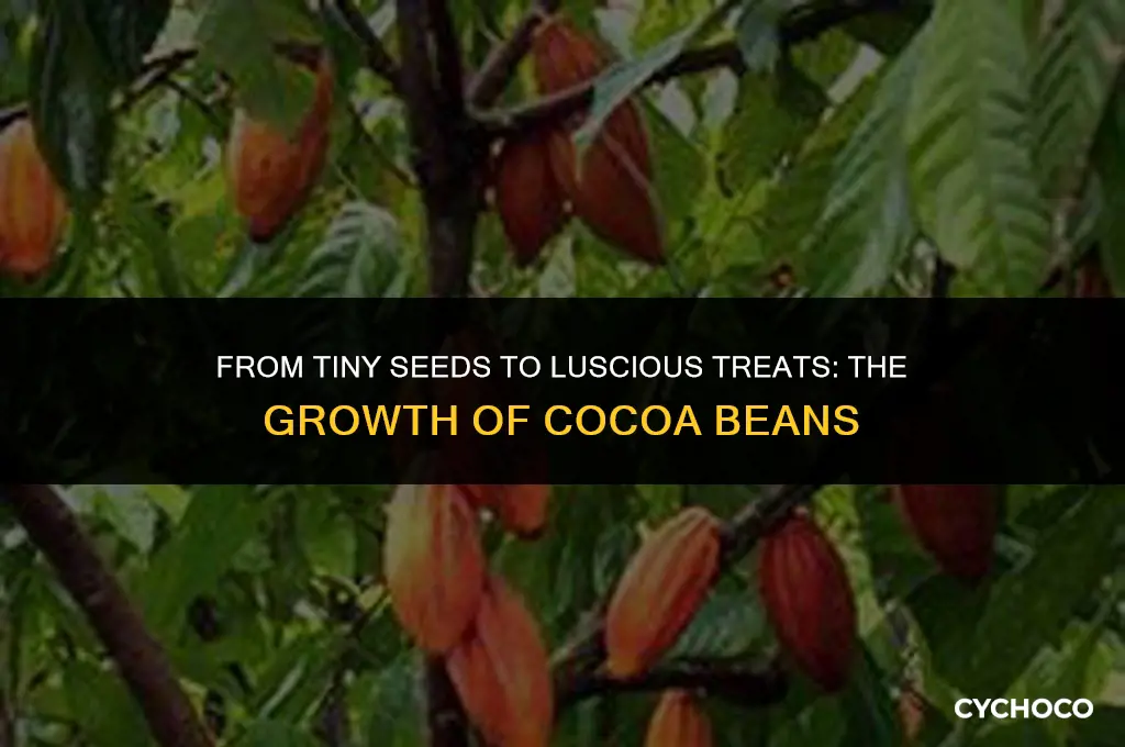 how big do cocoa beans grow