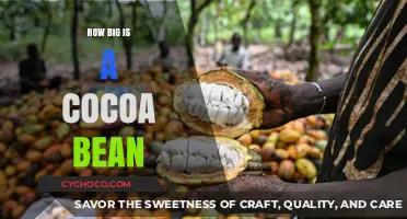 Exploring the Tiny World of Cocoa Beans: A Size Guide