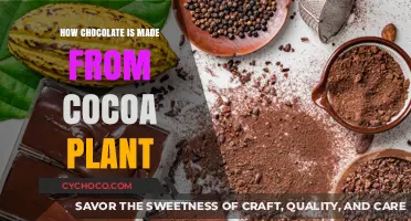 From Cocoa to Chocolate: A Journey Through the Delicious Process