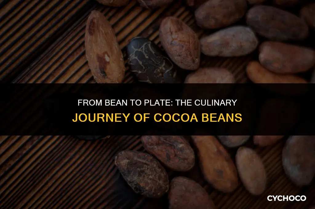 how cocoa beans are used for cooking