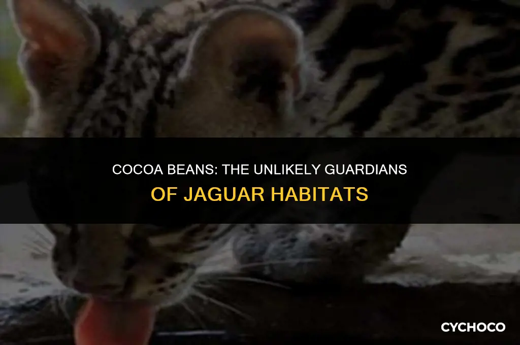 how cocoa beans protect jaguars