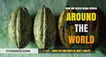 The Global Journey of Cocoa Beans: A Historical Perspective