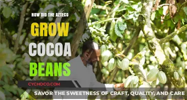 Unlocking the Secrets of Aztec Cocoa Cultivation: A Historical Journey