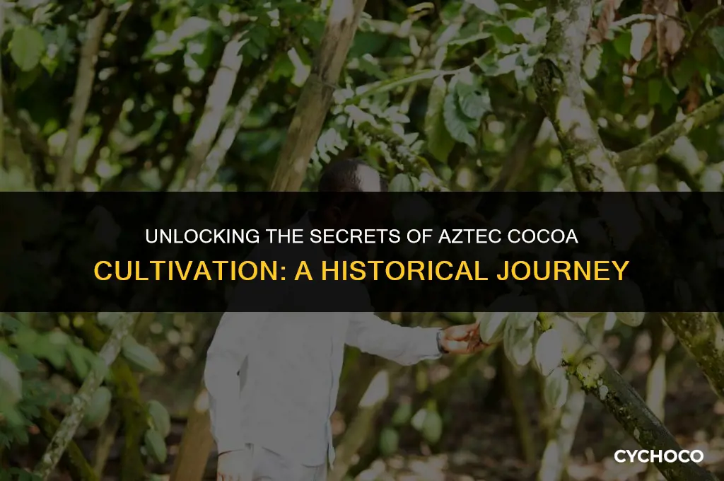 how did the aztecs grow cocoa beans