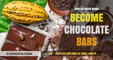 From Bean to Bar: The Chocolate-Making Journey Explained