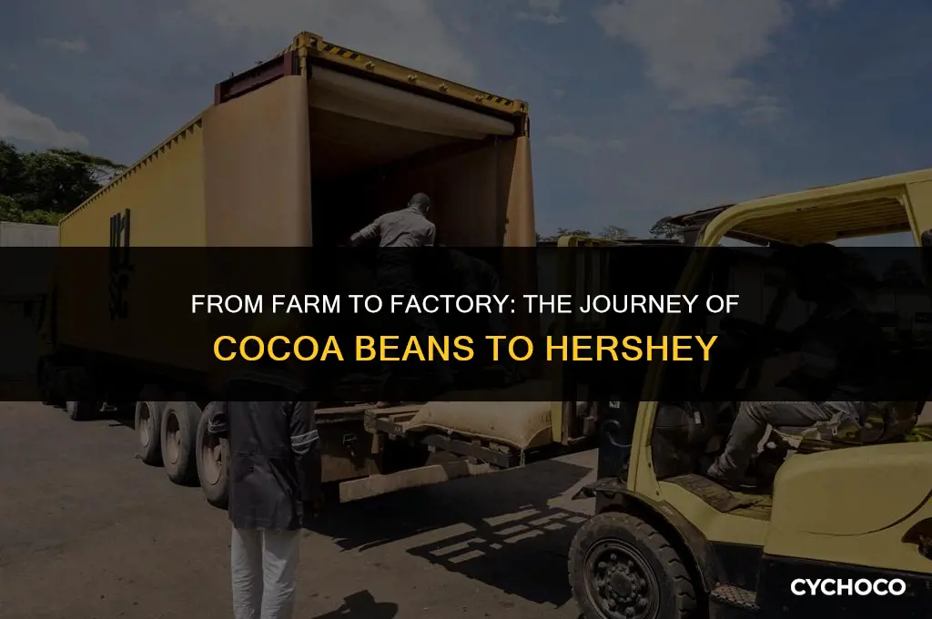 how do cocoa farmers get their beans to hershey