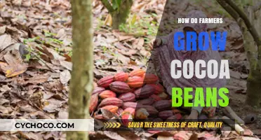 Cultivating Cocoa: A Farmer's Guide to Growing Chocolate's Raw Ingredient