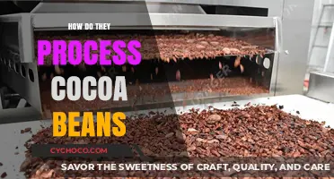 Unlocking the Secrets: The Journey of Cocoa Beans to Chocolate