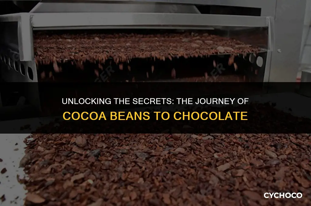 how do they process cocoa beans
