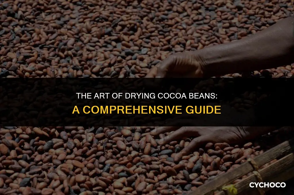 how do you dry cocoa beans