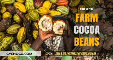 From Plant to Chocolate: The Journey of Cocoa Farming