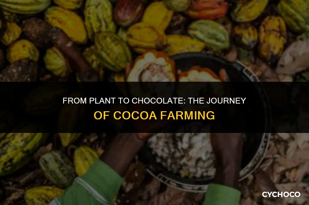 how do you farm cocoa beans