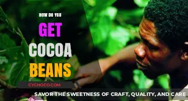 Unlocking the Secrets: A Journey to Harvesting Cocoa Beans