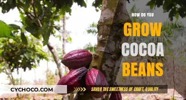 Cultivating Cocoa Beans: A Step-by-Step Guide to Growing Success