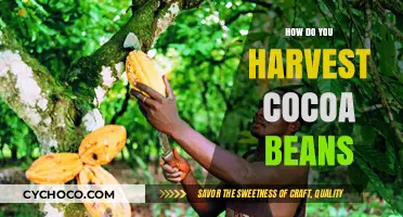 From Tree to Treat: The Art of Harvesting Cocoa Beans
