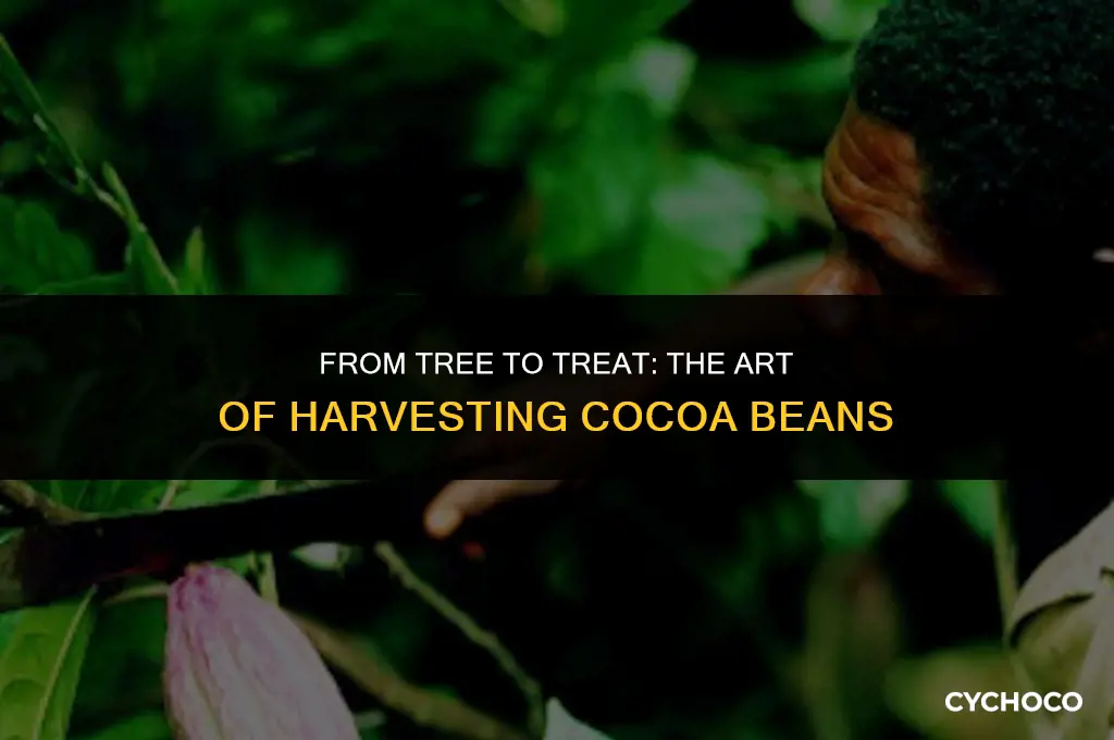 how do you harvest cocoa beans